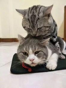 娱乐吃瓜酱猫学鸟走路,酱猫学鸟走路,揭秘动物界的趣味模仿